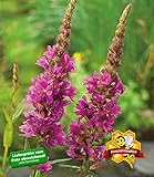 BALDUR Garten Blutweiderich, 3 Pflanzen Lythrum salicaria Wasserpflanze Teichpflanze