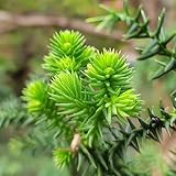 araucaria pflanze - samen topf pflanze gartenpflanzen bonzai baum pflanzendeko dekopflanzen stauden winterhart mehrjährig balkonpflanzen winterharte kübelpflanzen - Seltene Pflanzen - 450pcs