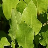 Blumixx Stauden Alisma plantago aquatica - Gewöhnlicher Froschlöffel hellrosa