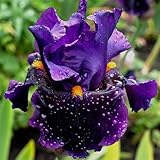 Iris Zwiebeln, Geringer, Winterhart Mehrjährig, Iris - Schwertlilien, WartungsaufwandIm Freien, Bartiris Pflanze, Gartendekoration, Beste Sorte, Schön Winterhart Iris Zwiebeln, H-4zwiebeln