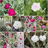 vexiernelke - frühlingsblumen Lychnis-coronata, topfpflanzen balkon garten garden bonsai wildblumen exotische Seltene Serie stauden winterhart 300samen