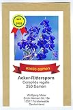 Acker-Rittersporn – Feldrittersporn – Consolida regalis – Insektenmagnet – 250 Samen
