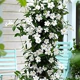 Mandevilla, Mandevilla laxa, blumenwiese mehrjährig winterharte für garten herbstblumen 100Samen