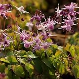 Blumixx Stauden Epimedium grandiflorum 'Lilafee' - Großblütige Elfenblume, im 0,5 Liter Topf, purpurlila blühend