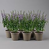 Angelonia, Angelonie angustifolia, Engelsgesicht, Sommer-Löwenmaul, 6er-Set, lila-blau, Topf 12 cm Ø