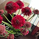 Skabiose Samen - geschenke für gartenliebhaber Witwenblume Samen - pflanzen für draußen winterhart wildblumensamen steingartenpflanzen winterhart blumenwiese herbstaussaat blumensamen 300pcs