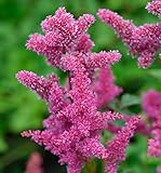 Prachtspiere Bremen - Astilbe japonica