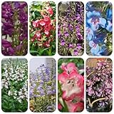 bartfadensamen frühlingsblume, bartfaden blumenwiese mehrjährig schattenpflanzen bodendecker 600pcs