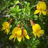 Ginster pflanzen winterhart samen、 bio saatgut、Dekorative Pflanzen bonsai topf、winterharte pflanzen für garten blumensamen geschenk、pflanzen garten samen anzucht、gartendeko für draußen 100pcs