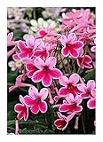 Streptocarpus mix - Drehfrucht - 10 Samen