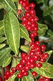 Seedeo Korallenbeere (Ardisia crispa)