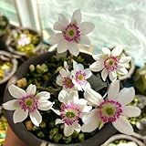 leberblümchen winterharte pflanzensamen gartensamen seltene zimmerpflanzen blumenwiese mehrjährig winterhart, leberblümchen bodendecker 550samen