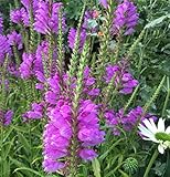 Gelenkblume Vivid - Physostegia virginiana