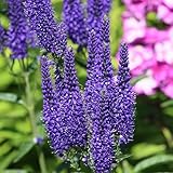Bloomique - 3er Set - Veronica Spicata - Ehrenpreis - Gartenpflanzen - Winterhart - Höhe 10-20 cm - Topf 9x9 cm