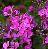 Garten Gänsekresse Frühlingszauber - Arabis blepharophylla