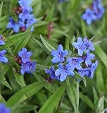 Blauer Steinsamen - Buglossoides purprocerulea