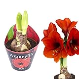 Inter Flower - 1 XL Amaryllis im 12cm Topf Rot, Zimmerpflanze