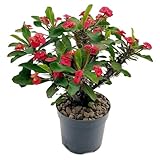 Fangblatt – Euphorbia milii 'Vulcanus Red' – roter Christusdorn im 12 cm Topf – exotische Sukkulente – pflegeleichte Zimmerpflanze