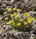 Immergrünes Felsenblümchen - Draba aizoides