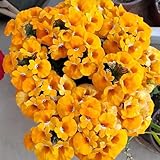 Elfenspiegel - samen blumen samen topfpflanzen balkonpflanzen zimmerpflanzen winterharte kübelpflanzen balkonblumen gartenpflanzen blumensaat wildblumensamen hochbeete für garten - 150pcs