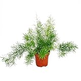 Exotenherz - Zierspargel - Asparagus densiflorus sprengeri - Pflegeleichte Grünpflanze 12cm Topf