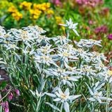Alpen-Edelweiß (Leontopodium alpinum) Edelweiss, weiss, winterhart,