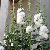 stockrosen winterhart steingartenpflanzen stockrose topfpflanzen bodendecker für sonnige plätze balkon 550samen