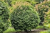 Acer platanoides 'Globosum' 80 cm, Kugelahorn, kompakte Wuchsform, ideal für kleine Gärten, pflegeleicht, winterhart