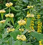 Hellgelbes Brandkraut - Phlomis russeliana