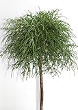 Grüne Fadenzypresse chamaecyparis 'filifera nana' Hochstamm 50-60 cm winterhart Freilandaufzucht