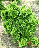 Muschelzypresse Chamaecyparis obtusa Nana Gracilis 20-25 cm breit im 1,5 Liter Topf