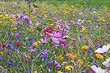 Blumenwiese mit über 70 Blumenarten und Wildkräuterarten, insektenfreundliche Blühwiese, Bienenweide, ein- und mehrjährige Arten für Schmetterlinge, Bienen & Hummeln (20qm = 20 Gramm)