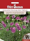 Grasnelke Morning Star Tiefrosa