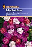Kiepenkerl Schleifenblume, Feen-Mischung