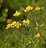 Gewöhnlicher Hornklee - Lotus corniculatus