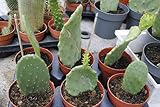 Opuntia ficus indica,Feigenkaktus,Große Pflanzen,ca.25cm hoch