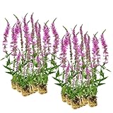vdvelde.com - blutweiderich - 30 Stück - Lose Pfropfen - Lythrum Salicaria - - 30 Sumpfpflanzen für 2 m² - Ausgewachsene Höhe: 80 cm - Platzierung: -1 bis -10 cm