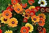 Chrysanthemum carinatum - Wucherblume - Sommer-Margerite - mischfarben