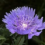 Stokesia laevis 'Blue Star' – Winterhart, Mehrjährig, Pflegeleicht – Kornblumenaster – Staude für Beet & Kübel