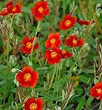 Sonnenröschen Henfield Brilliant - Helianthemum