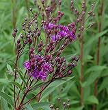 Arkansas Scheinaster - Vernonia crinita - Gartenpflanze