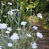 lichtnelke samen - blumenwiese samen geschenke für gartenliebhaber - seltene pflanzen serie - balkon deko lichtnelke blumensamen vexiernelke exotische pflanzen blumen 200pcs
