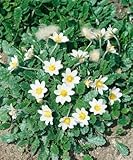 Dryas x suendermannii 9x9 cm Topf – Winterhart, Immergrün, Mehrjährig – Silberwurz – Bodendecker für Steingarten & Trockenmauer