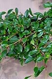 Teppichmispel Cotoneaster dammeri radicans 20-30 cm im 1,2 Liter Pflanzcontainer 1 VE = 10 Pflanzen