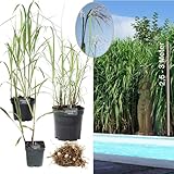 Pflanzballen Elefantengras 'Miscanthus x giganteus' - schnell wachsendes Ziergras Chinaschilf als Sichtschutz & Gräserhecke für Garten & Teich - winterfest & pflegeleicht (20x Größe MINI)