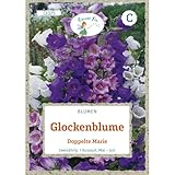 Grüne Fee - Glockenblume Doppelte Marie Samen - 13325