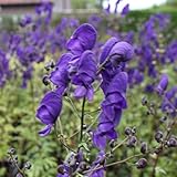 6x Eisenhut - Aconitum henryi ‘Spark’s Variety’ - Topf 9x9cm