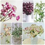 sterndoldesamen garten deko sterndolde winterharte kübelpflanzen, seltene topfpflanzen draußen winterhart, herbst deko 40pcs