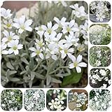 hornkraut - samen balkonpflanzen Cerastium tomentosum kübelpflanzen exotische pflanzen stauden - Seltene Pflanzen serie - garden flower seeds pflanzensamen bonsai gartenpflanzen 600pcs