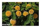 Lantana camara - Wandelroschen - Bergsalbei - 15 Samen